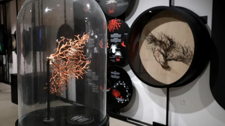 Hrvatski centar koralja Zlarin jedan je od dobitnika Europske nagrade za ba&scaron;tinu