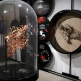 Hrvatski centar koralja Zlarin jedan je od dobitnika Europske nagrade za ba&scaron;tinu