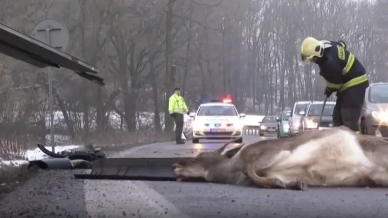 Krda divljači izvan kontrole: Uzrokuju ozbiljne prometne nesreće a &scaron;tete su milijunske