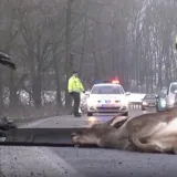 Krda divljači izvan kontrole: Uzrokuju ozbiljne prometne nesreće a &scaron;tete su milijunske