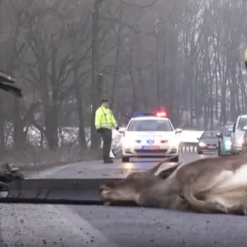 Krda divljači izvan kontrole: Uzrokuju ozbiljne prometne nesreće a &scaron;tete su milijunske