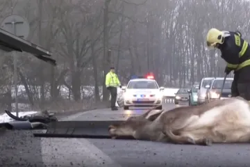 Krda divljači izvan kontrole: Uzrokuju ozbiljne prometne nesreće a &scaron;tete su milijunske