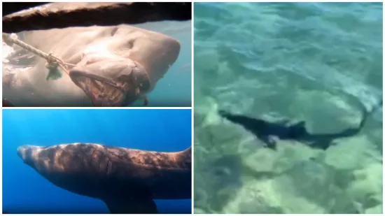 Golema psina pliva po Istri: Ima li morskih pasa u Jadranu vi&scaron;e ili nam se samo čini?