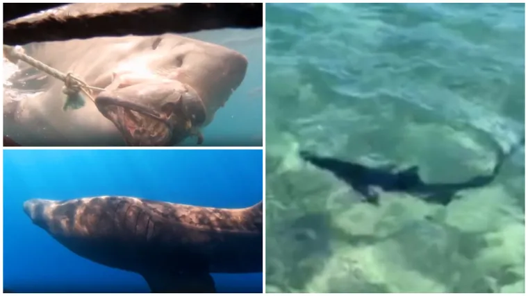 Golema psina pliva po Istri: Ima li morskih pasa u Jadranu vi&scaron;e ili nam se samo čini?