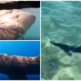 Golema psina pliva po Istri: Ima li morskih pasa u Jadranu vi&scaron;e ili nam se samo čini?