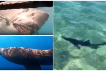 Golema psina pliva po Istri: Ima li morskih pasa u Jadranu vi&scaron;e ili nam se samo čini?