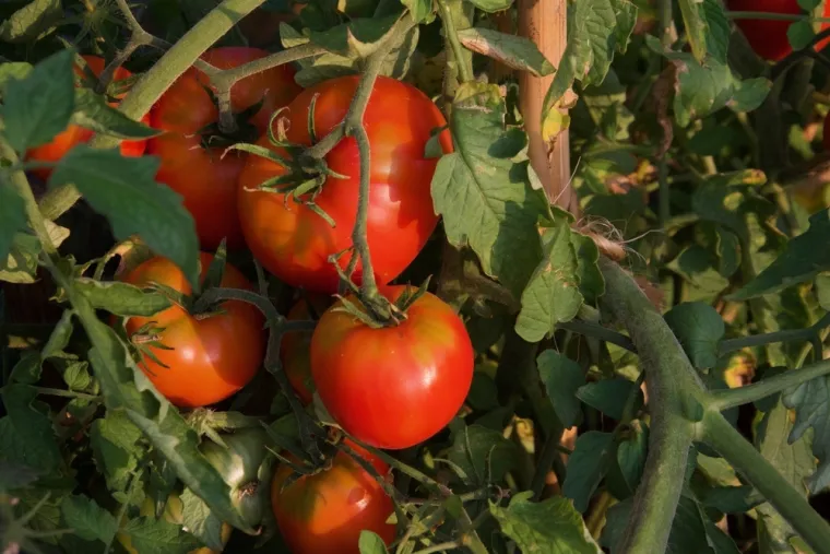 Vrtlari savjetuju: Rajčice će biti znatno veće ako ovo napravite sada