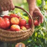 Vrtlari savjetuju: Rajčice će biti znatno veće ako ovo napravite sada