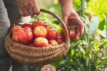 Vrtlari savjetuju: Rajčice će biti znatno veće ako ovo napravite sada