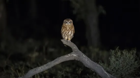 [KVIZ] Svi moraju znati točno odgovoriti na pitanja o noćnim životinjama