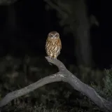 [KVIZ] Svi moraju znati točno odgovoriti na pitanja o noćnim životinjama