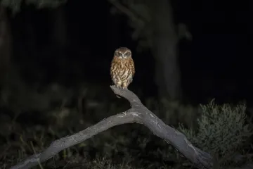 [KVIZ] Svi moraju znati točno odgovoriti na pitanja o noćnim životinjama
