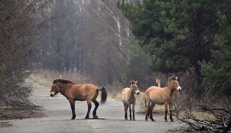 Znanstvenici otkrili 'čudo' usred radioaktivne pusto&scaron;i u Černobilu: Evo o čemu je riječ