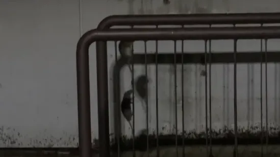 Najezda &scaron;takora u Zagrebu, pogledajte prizore pokraj menze: 'Pojure iz obližnjih ulica'