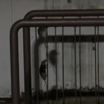 Najezda &scaron;takora u Zagrebu, pogledajte prizore pokraj menze: 'Pojure iz obližnjih ulica'