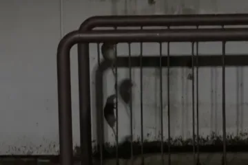 Najezda &scaron;takora u Zagrebu, pogledajte prizore pokraj menze: 'Pojure iz obližnjih ulica'