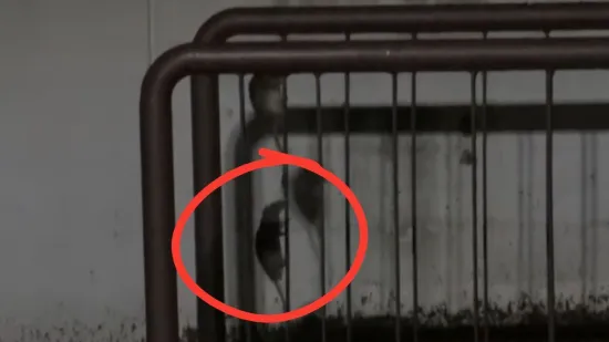 Najezda &scaron;takora u Zagrebu, pogledajte prizore pokraj menze: 'Pojure iz obližnjih ulica'