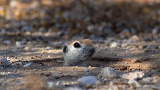 [KVIZ] Koliko zapravo zna&scaron; o životinjama koje žive pod zemljom?
