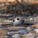 [KVIZ] Koliko zapravo zna&scaron; o životinjama koje žive pod zemljom?