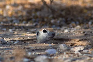 [KVIZ] Koliko zapravo zna&scaron; o životinjama koje žive pod zemljom?