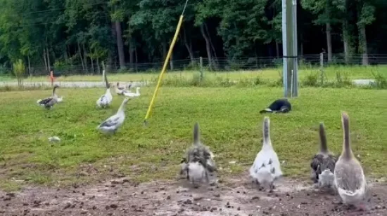 Genijalno je kako životinje reagiraju kada ispred njih glumite da ste pali u nesvijest