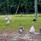 Genijalno je kako životinje reagiraju kada ispred njih glumite da ste pali u nesvijest