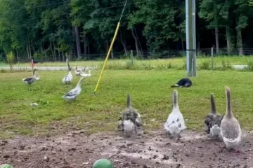 Genijalno je kako životinje reagiraju kada ispred njih glumite da ste pali u nesvijest