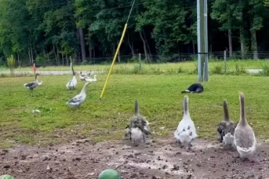 Genijalno je kako životinje reagiraju kada ispred njih glumite da ste pali u nesvijest