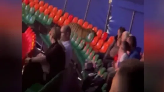 Cirkus ili horor? Tigar nije htio biti dio točke, nego je odlučio iskusiti drugu stranu