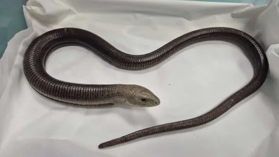 Prona&scaron;li gmaza u garaži u Zagrebu: 'Postoji mogućnost da se pola godine vozio s njima'