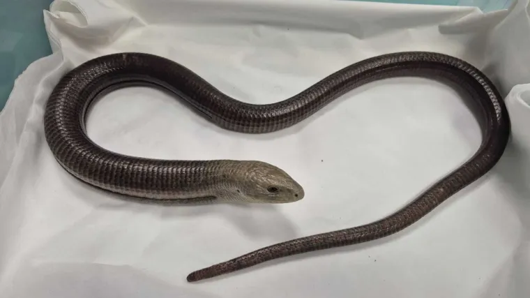 Prona&scaron;li gmaza u garaži u Zagrebu: 'Postoji mogućnost da se pola godine vozio s njima'