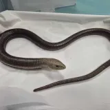 Prona&scaron;li gmaza u garaži u Zagrebu: 'Postoji mogućnost da se pola godine vozio s njima'