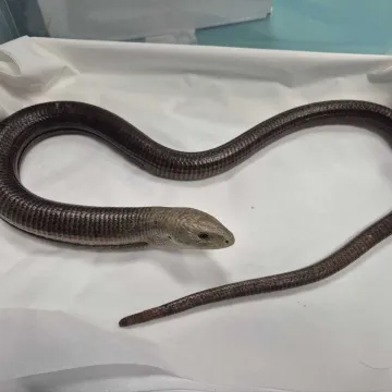 Prona&scaron;li gmaza u garaži u Zagrebu: 'Postoji mogućnost da se pola godine vozio s njima'