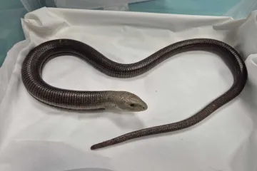 Prona&scaron;li gmaza u garaži u Zagrebu: 'Postoji mogućnost da se pola godine vozio s njima'