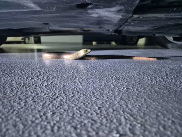 Prona&scaron;li gmaza u garaži u Zagrebu: 'Postoji mogućnost da se pola godine vozio s njima'