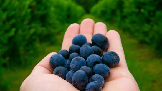 Male bobice, velika snaga: Sedam razloga za&scaron;to je ovo voće pravi saveznik zdravlja