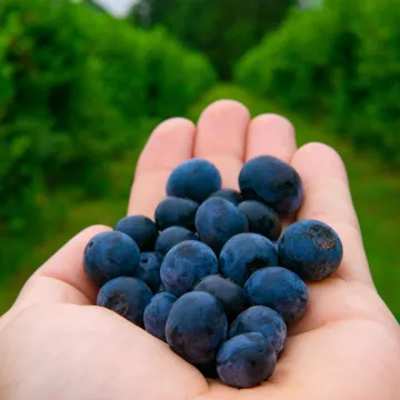 Male bobice, velika snaga: Sedam razloga za&scaron;to je ovo voće pravi saveznik zdravlja