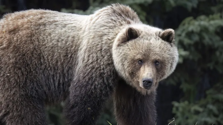 Ženu napao medvjed dok je bila sa sinom na mobitelu