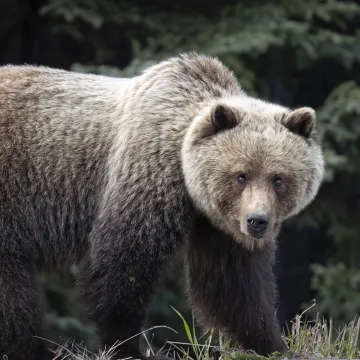 Ženu napao medvjed dok je bila sa sinom na mobitelu