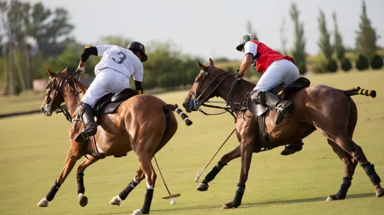 [KVIZ] Može&scaron; li preživjeti ovaj izazov o sportovima u kojima sudjeluju životinje?