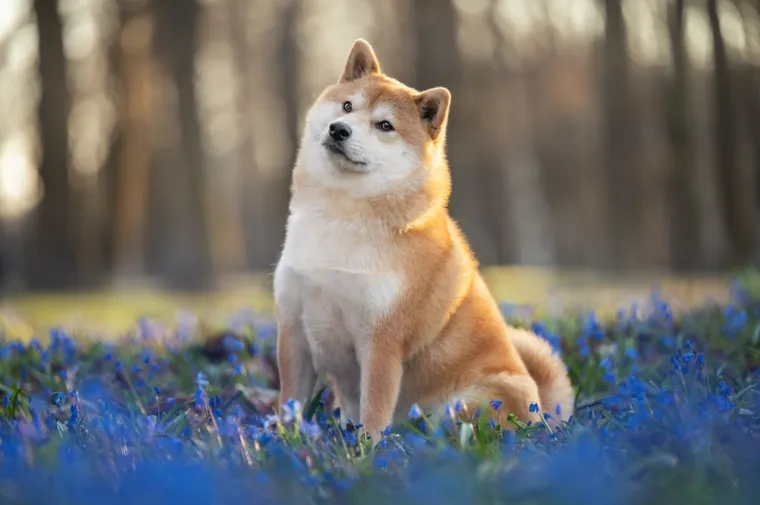 Poznati po dugovječnosti: Ovo je deset najzdravijih pasmina pasa