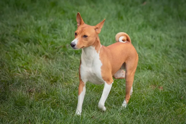 Poznati po dugovječnosti: Ovo je deset najzdravijih pasmina pasa