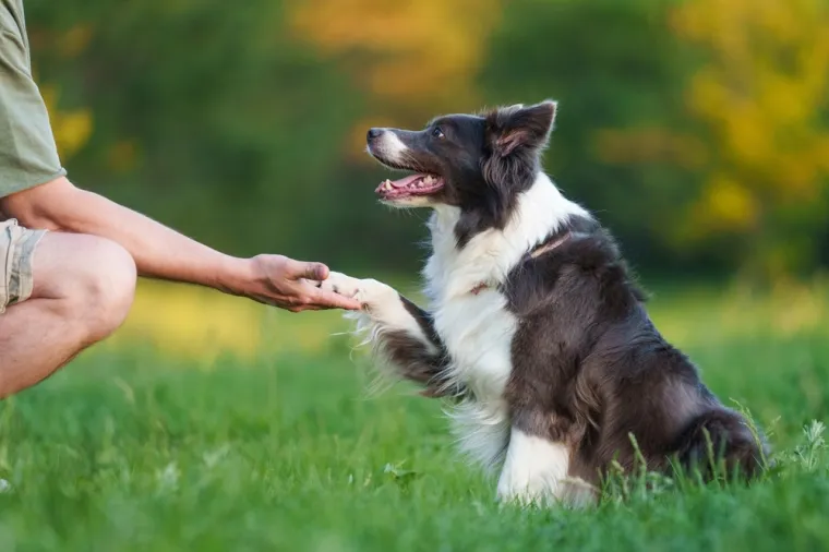 Poznati po dugovječnosti: Ovo je deset najzdravijih pasmina pasa
