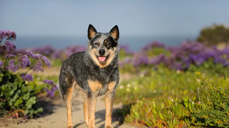 Poznati po dugovječnosti: Ovo je deset najzdravijih pasmina pasa
