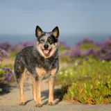 Poznati po dugovječnosti: Ovo je deset najzdravijih pasmina pasa