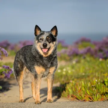 Poznati po dugovječnosti: Ovo je deset najzdravijih pasmina pasa