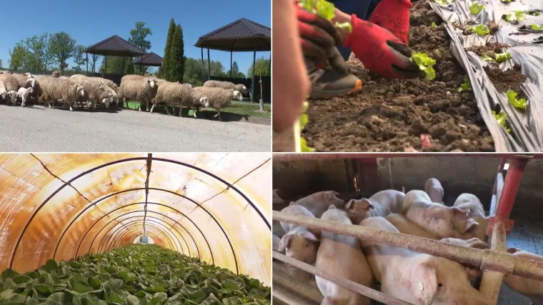 Kaznionica kakvu jo&scaron; niste vidjeli: RTL Danas posjetio je najveću zatvorsku farmu u Hrvatskoj