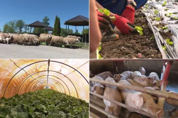 Kaznionica kakvu jo&scaron; niste vidjeli: RTL Danas posjetio je najveću zatvorsku farmu u Hrvatskoj