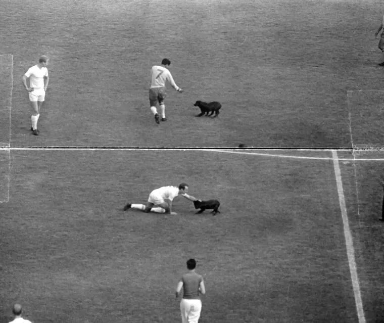 Mundijalske priče: Zvijezde u četvrtfinalu lovile psa! Floki Englezu zapi*ao dres i u&scaron;ao u legendu