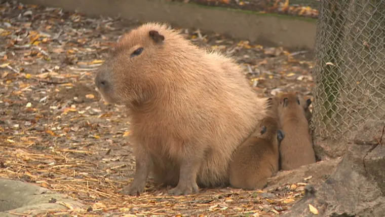 Planirate uskoro u ZOO s djecom? Pripremite se na znatiželjna dječja pitanja uz Voyo